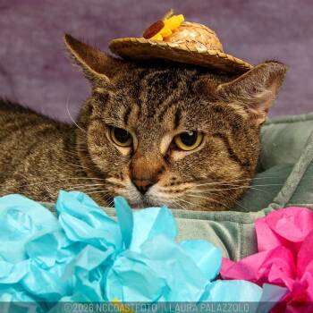 Domestic Short Hair and Extra Toes Cat Hemingway Polydactyl Cats Available for Adoption - Jerri | PetCurious