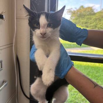 Rescue Domestic Short Hair Cats for Adoption in Columbiana, Alabama - Banana Joe | PetCurious