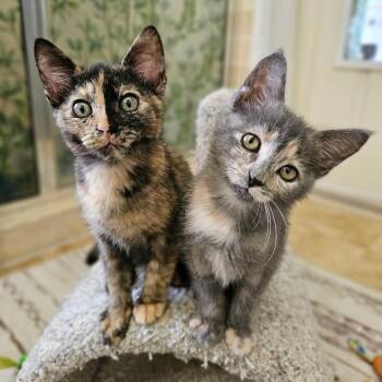 Jenny -  Domestic Short Hair Cat for Adoption in Fort Worth, Texas - Jenny | PetCurious