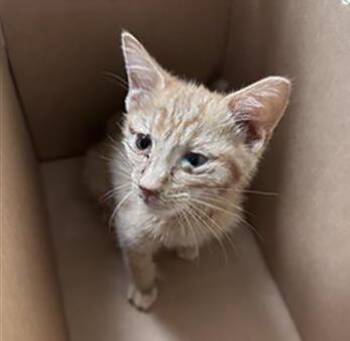 Domestic Short Hair Cats Available for Adoption in Nashville, Tennessee - Gregory | PetCurious