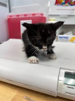 Rescue Domestic Short Hair Cats for Adoption in El Paso, Texas - Roscoe | PetCurious