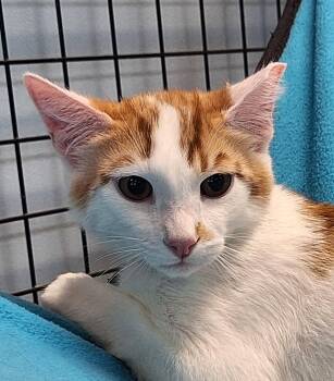 Domestic Short Hair Cats Available for Adoption - Simon | PetCurious