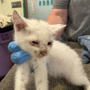 Woolly worm -  Domestic Short Hair Cat for Adoption in Asheville, North Carolina - Woolly Worm | PetCurious