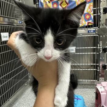 Bert - Chow Hound Northland -  Domestic Short Hair Cat for Adoption in Grand Rapids, Michigan - Bert - Chow Hound Northland | PetCurious