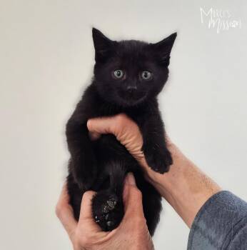 Fields -  Domestic Short Hair Cat for Adoption in Spokane, Washington - Fields | PetCurious