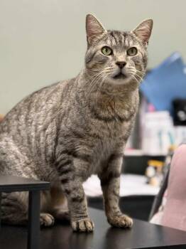 Harold -  Domestic Short Hair Cat Available for Adoption in Mount Laurel Township, New Jersey - Harold | PetCurious