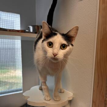 Nebula -  Domestic Short Hair Cat for Adoption in The Colony, Texas - Nebula | PetCurious