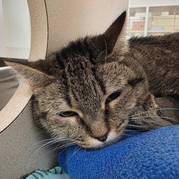 Domestic Short Hair Cats Available for Adoption in Reno, Nevada - Penny | PetCurious