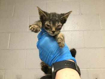 Domestic Short Hair Cats Available for Adoption in Thousand Palms, California - A1917872 | PetCurious