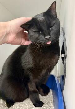 Domestic Short Hair Cats Available for Adoption in Quincy, Massachusetts - Charlotte | PetCurious