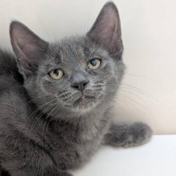 Domestic Short Hair Cats Available for Adoption in Watertown, New York - Poblano | PetCurious