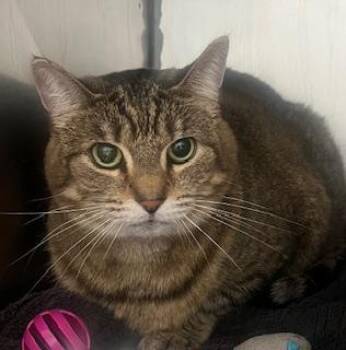Chloe -  Domestic Short Hair Cat for Adoption in Fishers, Indiana - Chloe | PetCurious
