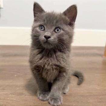 Domestic Short Hair Cats Available for Adoption in Pleasant Hill, California - A1045410 Brie | PetCurious