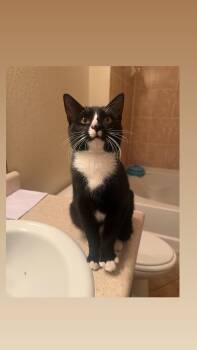 Rescue Domestic Short Hair Cats for Adoption in Jacksonville, Florida - Sparrow | PetCurious