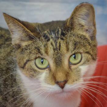 Brisa -  Tabby and Domestic Short Hair Cat for Adoption in Huntley, Illinois - Brisa | PetCurious