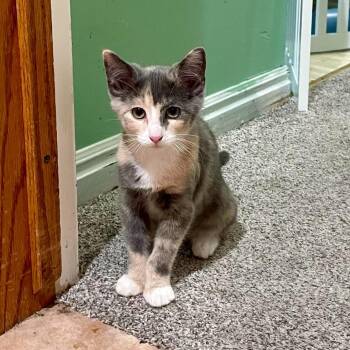 Arwen Spencer -  Domestic Short Hair Cat for Adoption in Eagle Mountain, Utah - Arwen Spencer | PetCurious
