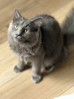 Rescue Nebelung and Maine Coon Cats for Adoption in Mount Laurel Township, New Jersey - Sutra Sailor | PetCurious