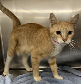 Rescue Domestic Short Hair Cats for Adoption - EMILIA | PetCurious