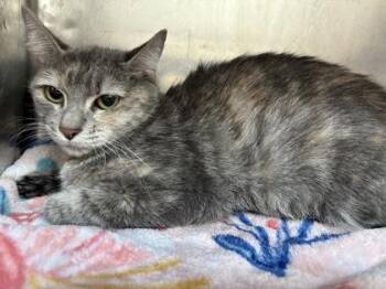 Tammy -  Domestic Medium Hair Cat for Adoption in El Paso, Texas - Tammy | PetCurious