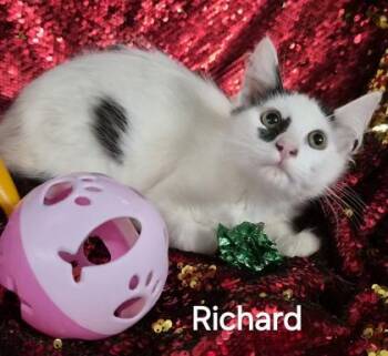 Richard -  Domestic Medium Hair and Domestic Short Hair Cat for Adoption in Conway, South Carolina - Richard | PetCurious