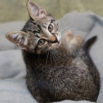 Tabby Cats Available for Adoption in Garland, Texas - Dewdrop Aka Dewey | PetCurious