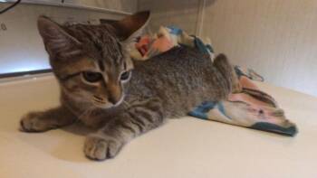 Shorty -  Tabby and Calico Cat for Adoption in Plumerville, Arkansas - Shorty | PetCurious