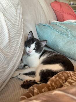 Tabby Cats Available for Adoption in Santa Monica, California - Fenix | PetCurious