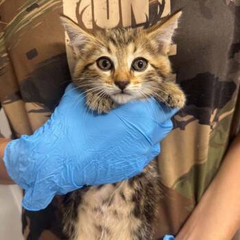 Pearl ARC2026-507 -  Domestic Short Hair Cat for Adoption in Akron, New York - Pearl ARC2026-507 | PetCurious