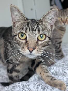 Oingo -  Domestic Short Hair Cat Available for Adoption in Pearland, Texas - Oingo | PetCurious