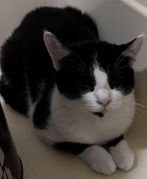 Rescue Tuxedo and Domestic Short Hair Cats for Adoption in Water Valley, Mississippi - Vern | PetCurious