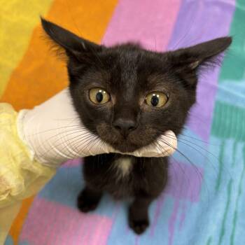 Dodo -  Domestic Short Hair Cat for Adoption in Evanston, Illinois - Dodo | PetCurious