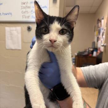 Marco -  Domestic Short Hair Cat for Adoption in Birmingham, Alabama - Marco | PetCurious