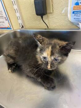 LIBBY -  Domestic Short Hair Cat for Adoption in Fort Myers, Florida - LIBBY | PetCurious