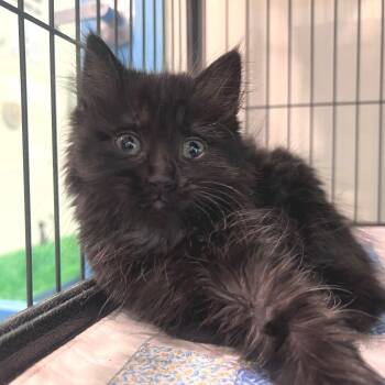 Henrietta -  Domestic Long Hair Cat for Adoption in Port Townsend, Washington - Henrietta | PetCurious