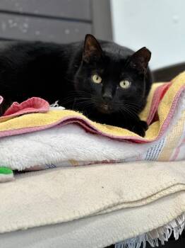 Rescue Domestic Short Hair Cats for Adoption in Cumberland, Maine - Houdini | PetCurious