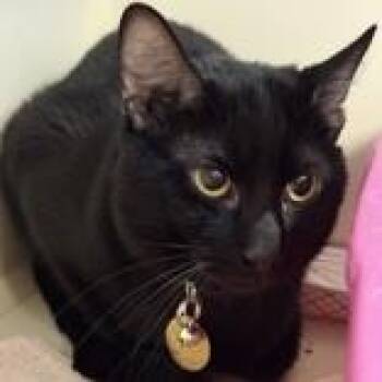 Domestic Short Hair Cats Available for Adoption in Lansing, Michigan - Poseidon  | PetCurious