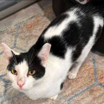 Puffin Muzzatti -  Domestic Short Hair Cat for Adoption in Merrifield, Virginia - Puffin Muzzatti | PetCurious