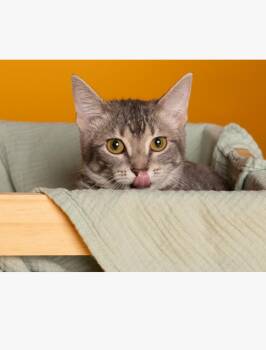 Sunny -  Tabby and American Shorthair Cat for Adoption in Pflugerville, Texas - Sunny | PetCurious