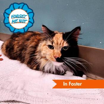 Domestic Medium Hair Cats Available for Adoption in Baltimore, Maryland - Abby Cabby | PetCurious