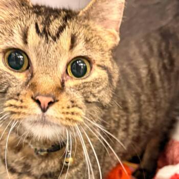 Bernie -  Domestic Short Hair Cat for Adoption in Evansville, Indiana - Bernie | PetCurious