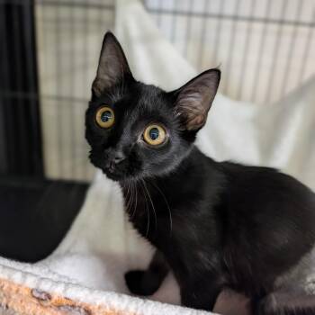 Bowl -  Domestic Short Hair Cat for Adoption in Cape Girardeau, Missouri - Bowl | PetCurious
