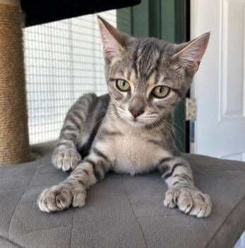 Mittens -  Extra Toes Cat Hemingway Polydactyl and Domestic Short Hair Cat for Adoption in Lathrop, California - Mittens | PetCurious