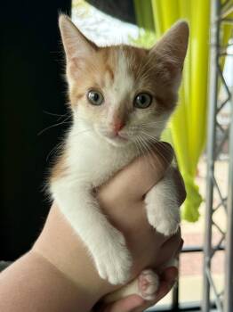 Domestic Short Hair Cats Available for Adoption in Gilberts, Illinois - CAT - Lenny | PetCurious