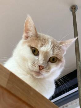 Domestic Short Hair Cats Available for Adoption - Sugar Cookie | PetCurious