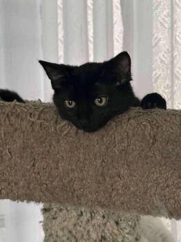 Rescue Domestic Short Hair Cats for Adoption in Skyline, Minnesota - Toothless | PetCurious