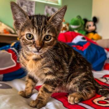 Domestic Short Hair Cats Available for Adoption in Long Beach, California - Fullerton | PetCurious