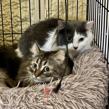 Domestic Long Hair Cats Available for Adoption in Park Falls, Wisconsin - Cleopatra | PetCurious