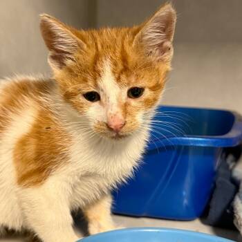 Rescue Domestic Short Hair Cats for Adoption in Summerville, South Carolina - Wonder | PetCurious