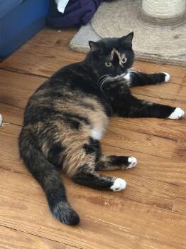 Brooklyn -  Tortoiseshell Cat for Adoption in Cleveland, Ohio - Brooklyn | PetCurious