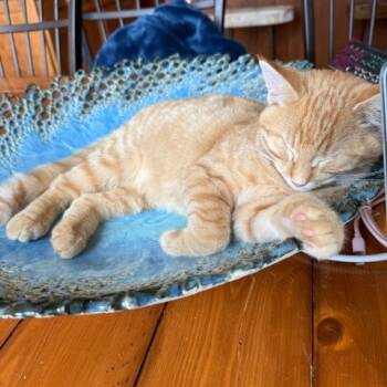 Rescue Domestic Short Hair Cats for Adoption in Rochester, Minnesota - Clyde | PetCurious